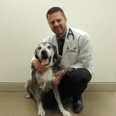 Veterinarian holding white and grey dog