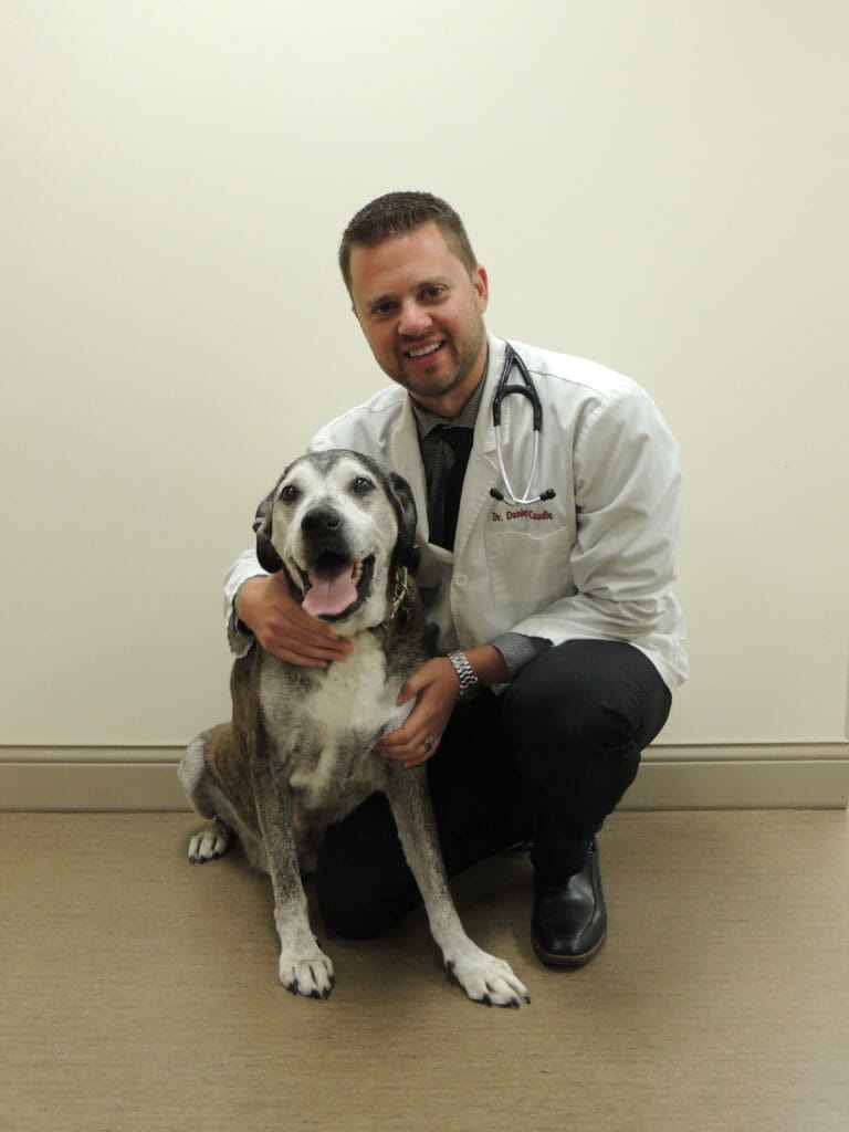 Veterinarian holding white and grey dog