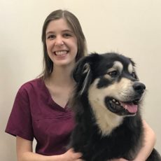 Veterinary technician holding a black and white long haired dog