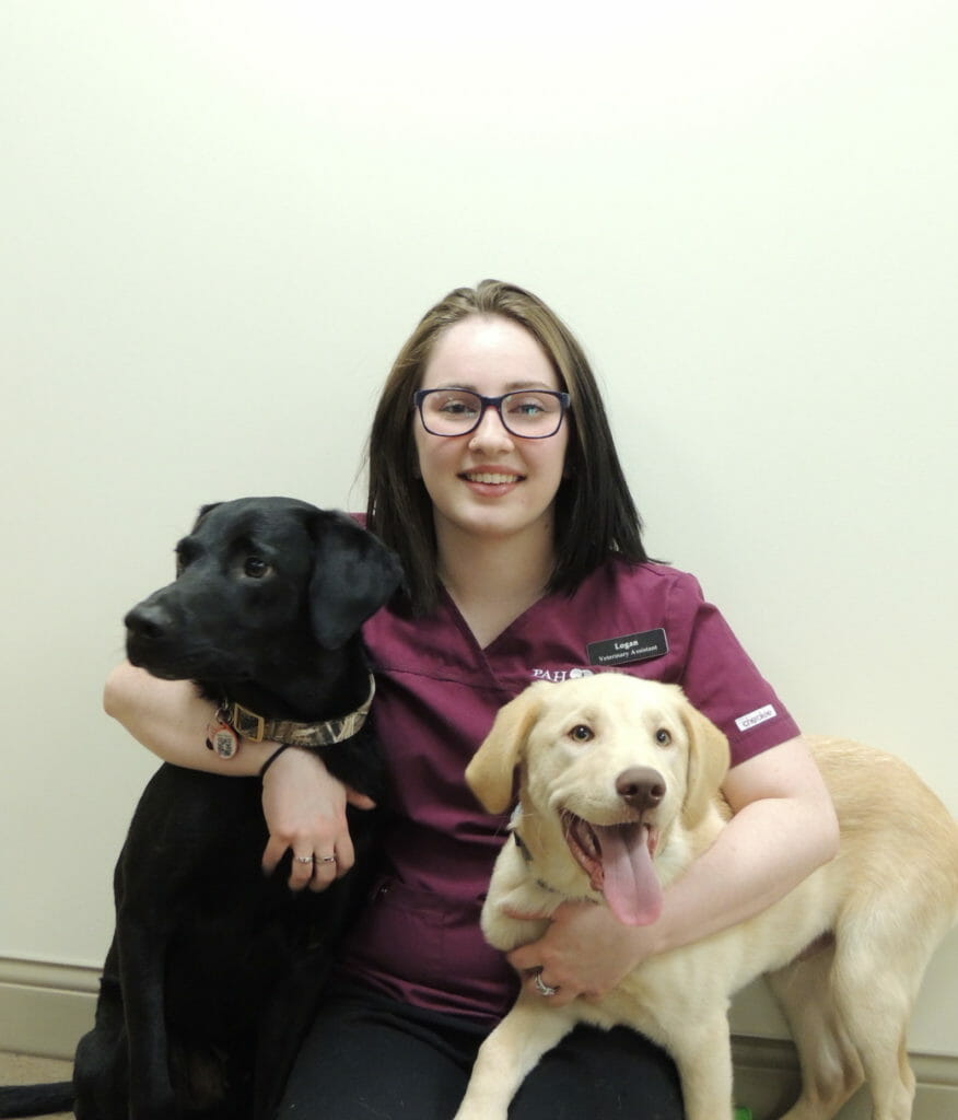 Veterinary assistant holding onto one black dog and one beige dog