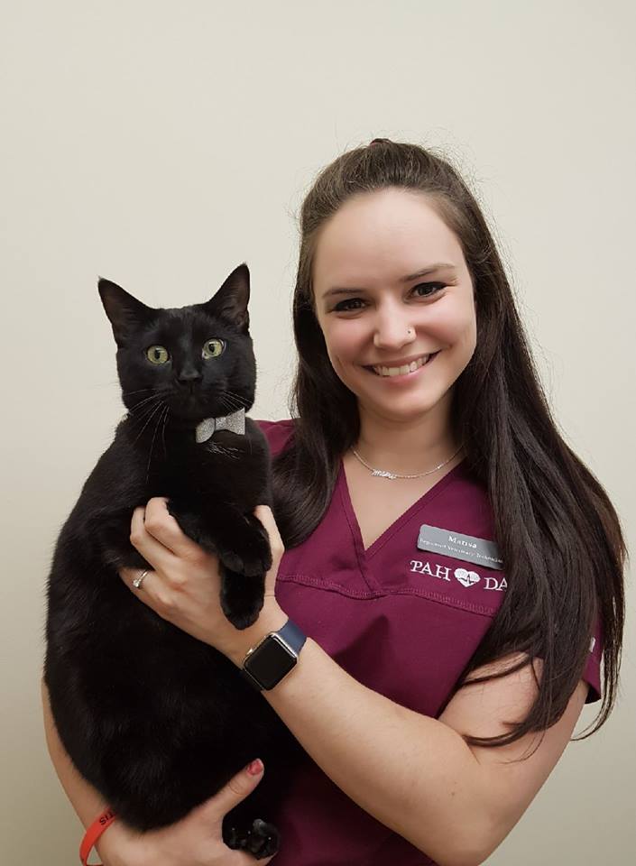 Registered veterinary technician holding black cat