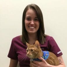 Veterinary technician holding orange cat with a blue handkerchief on