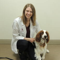 Veterinarian on one knee holding a small brown and white dog