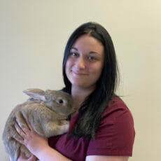 Veterinary assistant holding large brown bunny