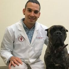 Veterinarian next to large black dog looking towards camera