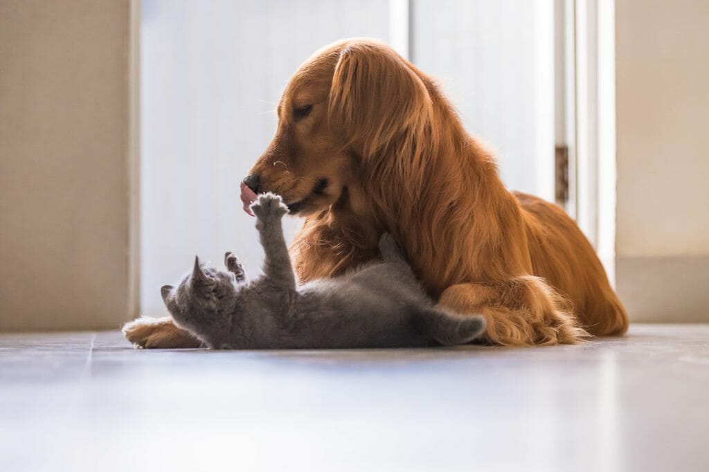 Large golden retriever playing with smaller grey cat