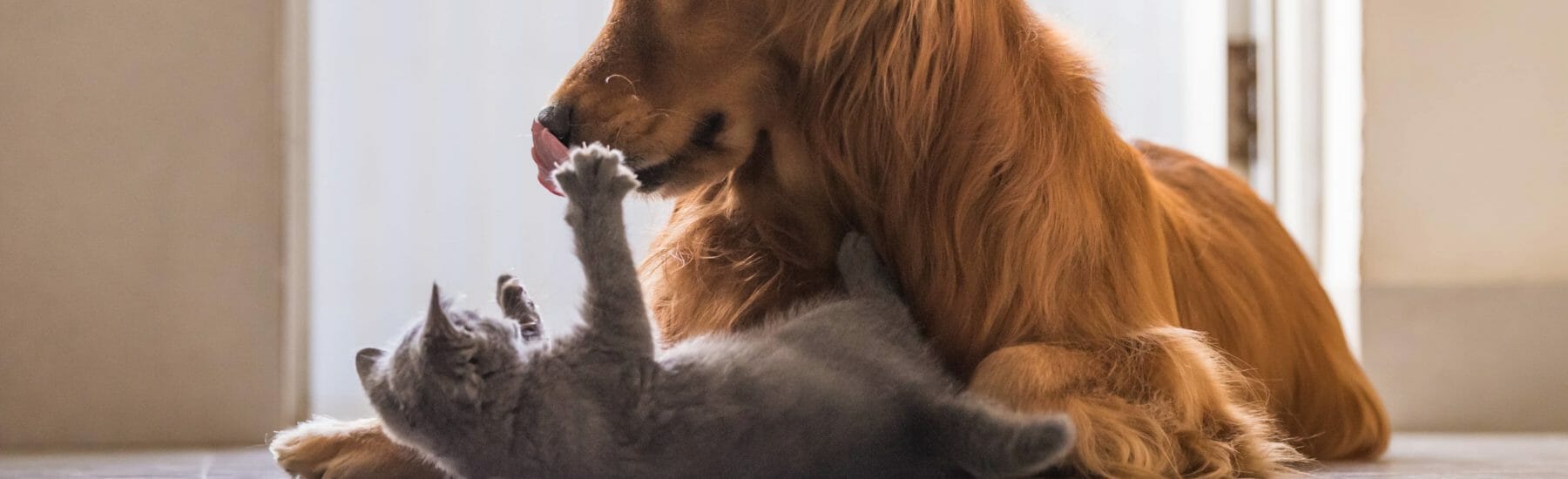 Large golden retriever playing with smaller grey cat