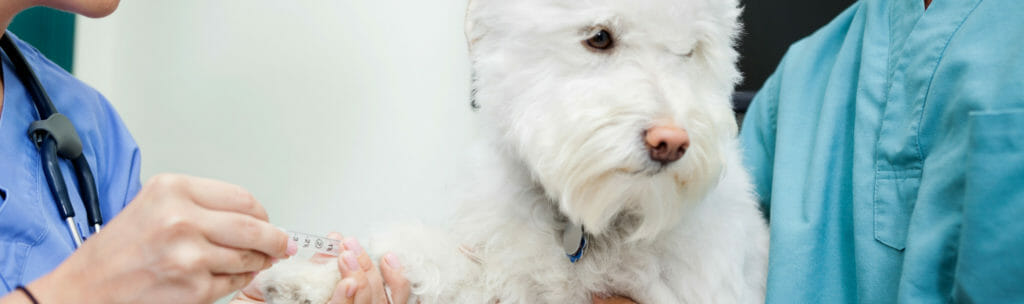 White dog getting a needle by veterinarians