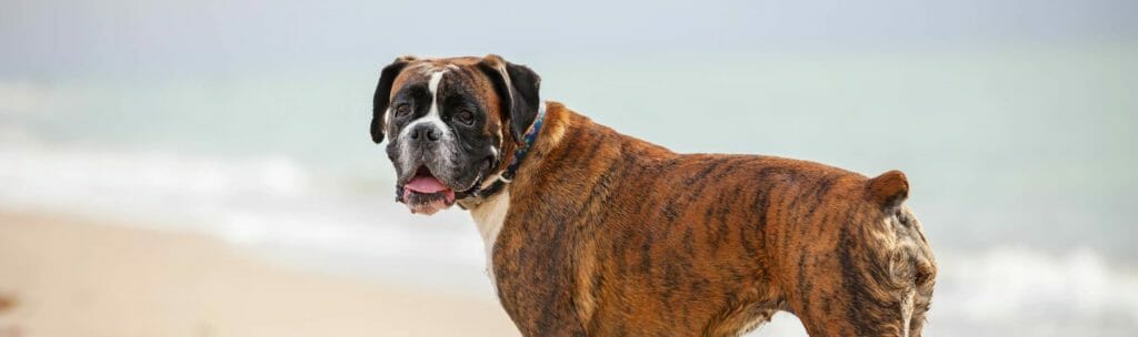 Boxer dog looking at camera on beach
