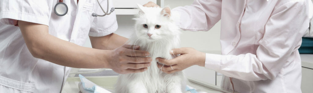 Small white cat getting a vaccination by two veterinarians
