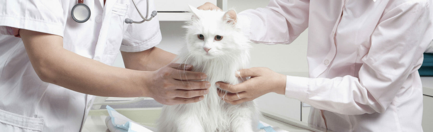 Small white cat getting a vaccination by two veterinarians