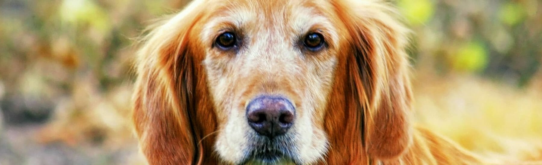 Senior golden dog looking towards camera