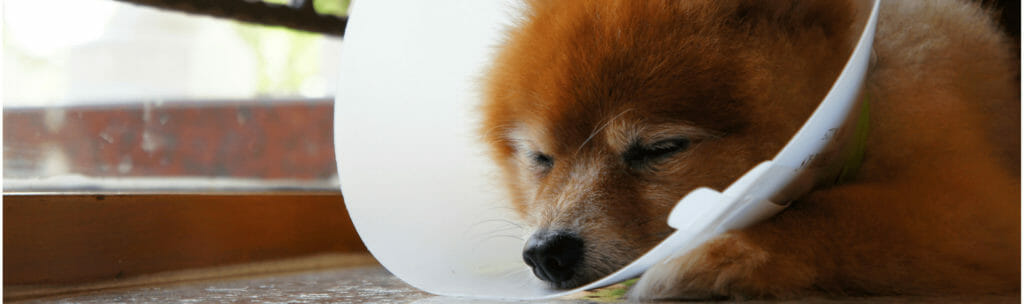 Small orange dog laying down with eyes closed with cone around head