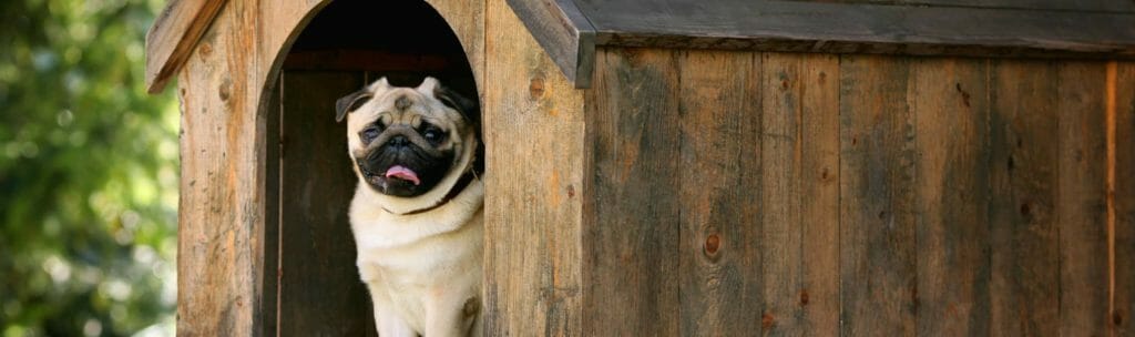 Pug sitting in large outdoor dog house