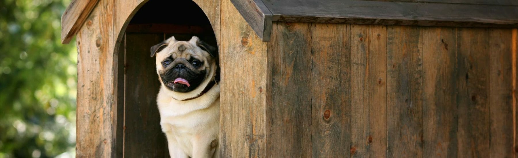 Pug sitting in large outdoor dog house