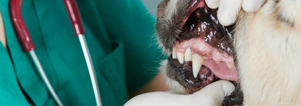 Dog with mouth open and veterinarian examining teeth