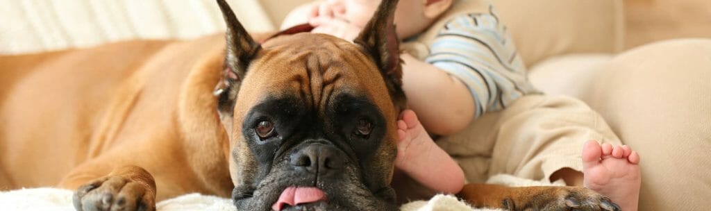 Small pug with tongue sticking out of mouth with little child laying on top