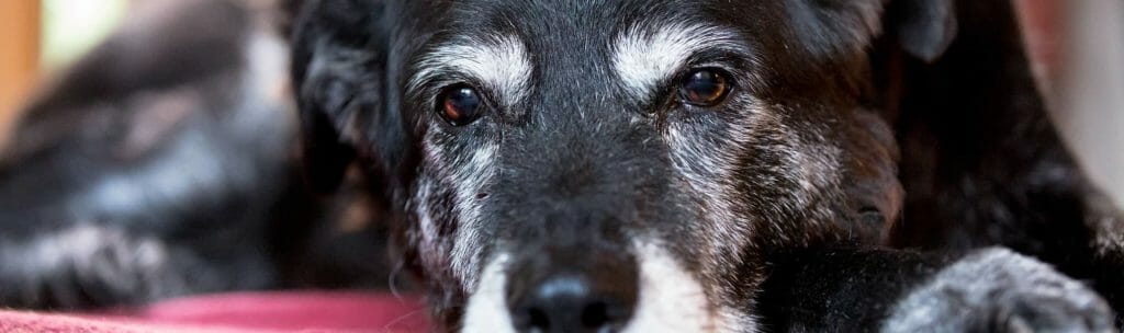 Older white and black dog looking at camera