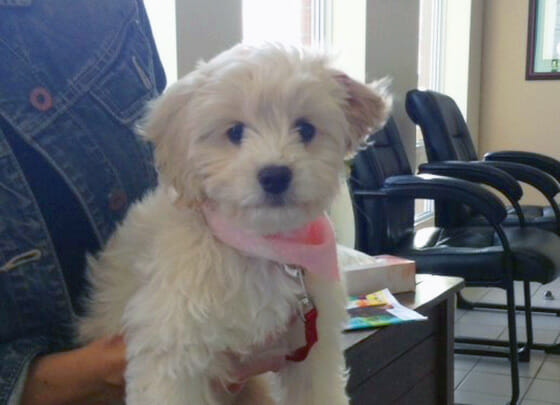 Small puffy white dog with pink collar