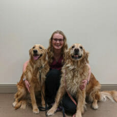 Animal care assistant surrounded by two large golden long hair dogs