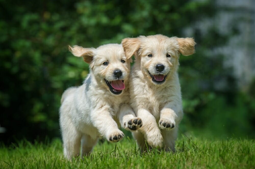 Two small white puppies running towards the photographer