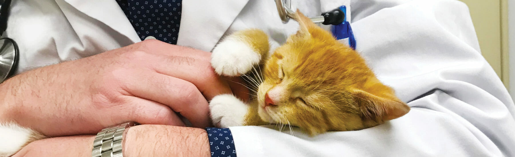 Veterinary employee holding orange cat