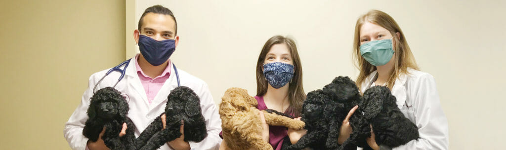 Three veterinary employees holding two dogs each