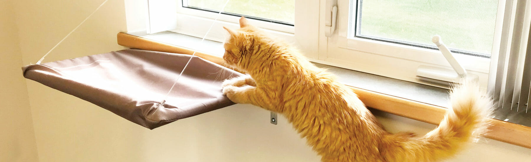 Orange cat jumping into hanging bed on window