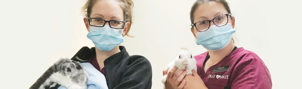 Two veterinarian employees holding rabbits