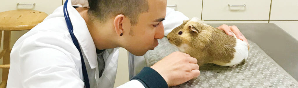 Pocket pet face to face with a veterinarian